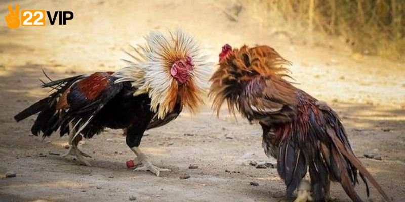 Quan sát kỹ chiến kê