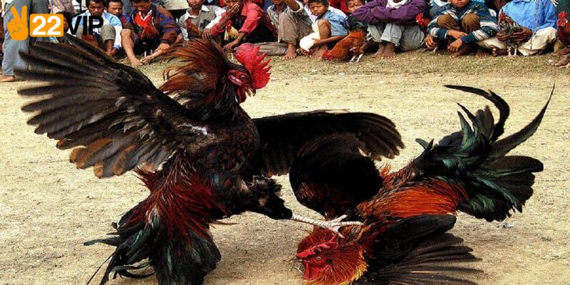 Tìm hiểu dịch vụ đá gà cựa dao Campuchia