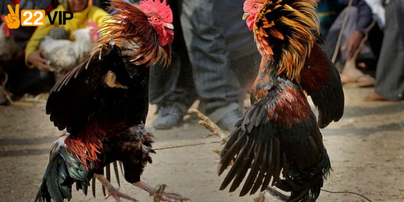 Tổng quan đá gà 22VIP